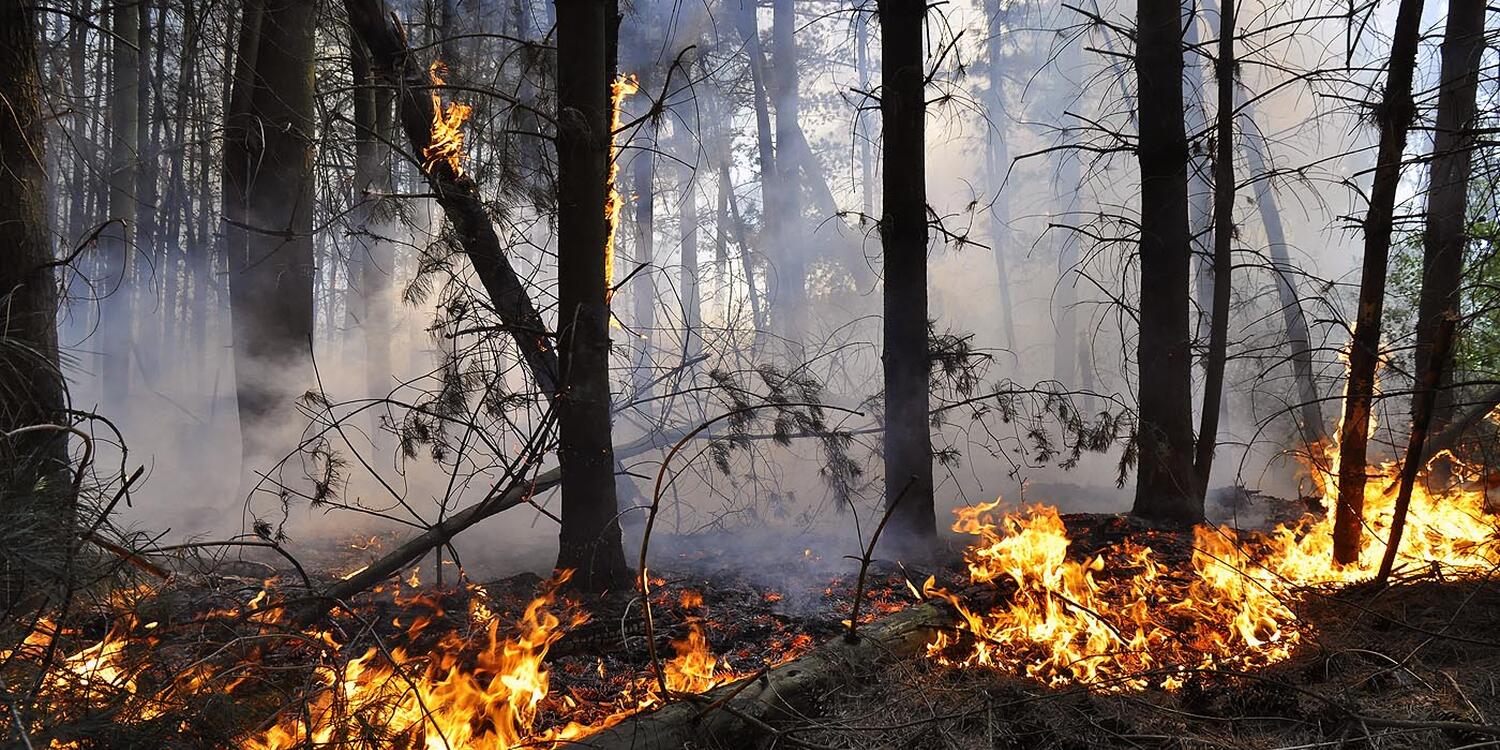 Een afbeelding van een verwoest bos door een natuurbrand.